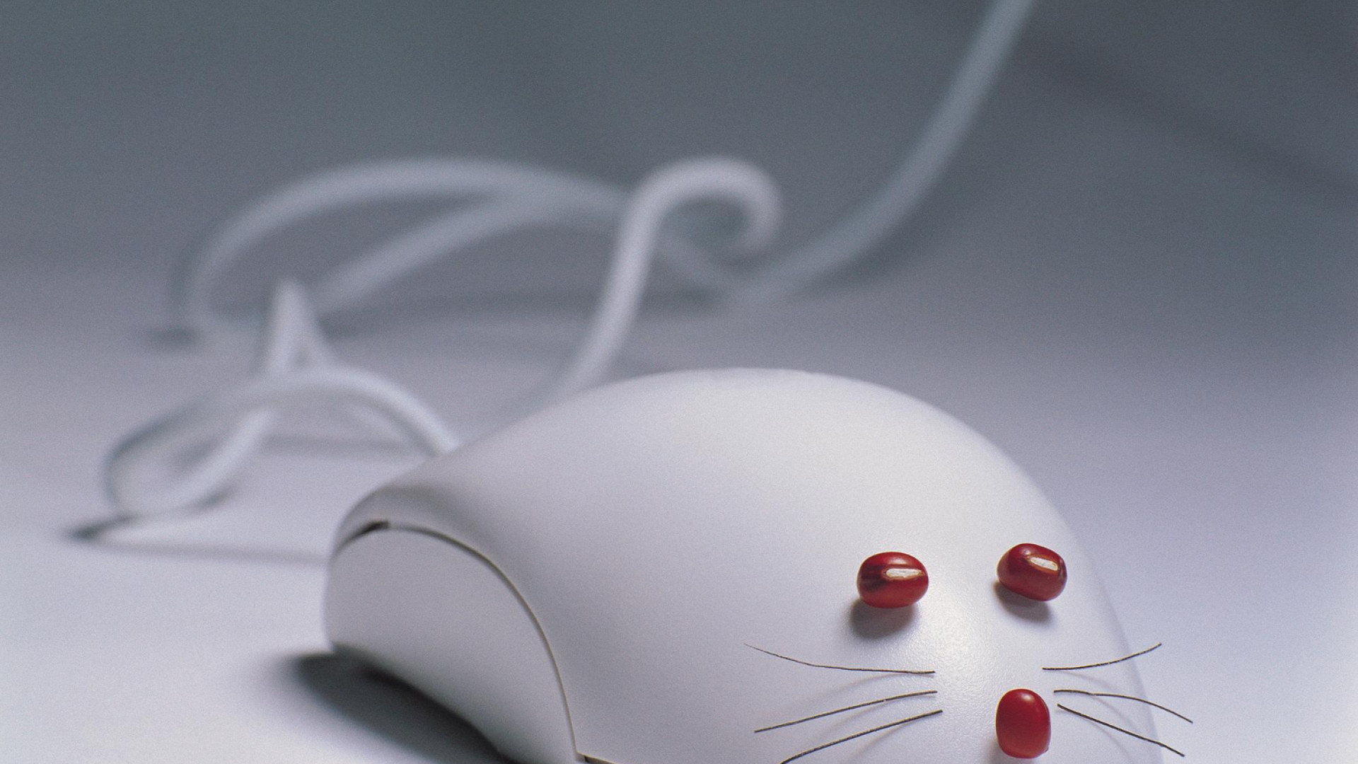 Rats et entreprises high-tech : protégez vos équipements sensibles !